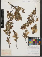 Foto von Salix waldsteiniana Willd.